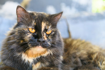 Cute dark brown persian cat lying on chair, pet and animal concept