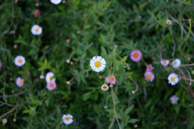 Close-up of white flowering plants on field