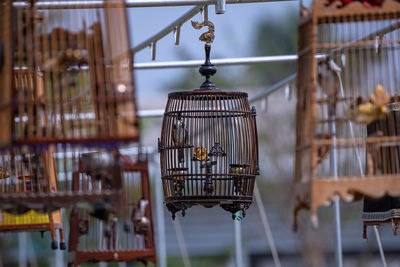 Close-up of a bird in cage