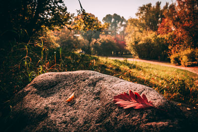 Close-up of autumn leaves on field