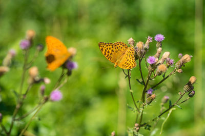 Close-up of butterfly pollinating on flower