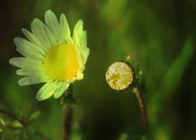 Close-up of yellow flower blooming outdoors