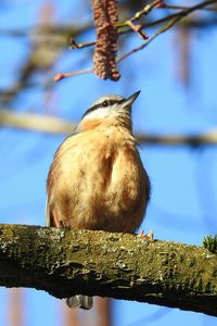 Low angle view of bird perching on tree