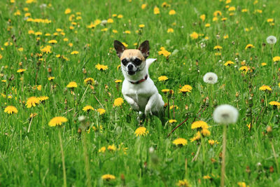 Portrait of a dog on field