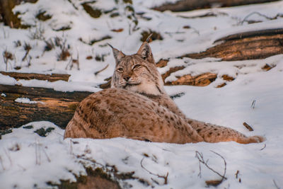 View of a cat resting on snow field