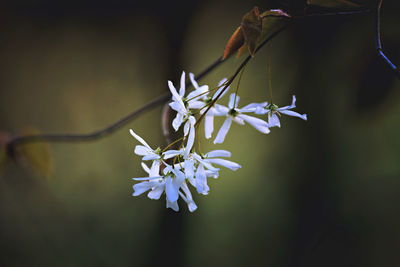 Close-up of white flowering plant