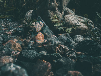 High angle view of rocks and trees in forest