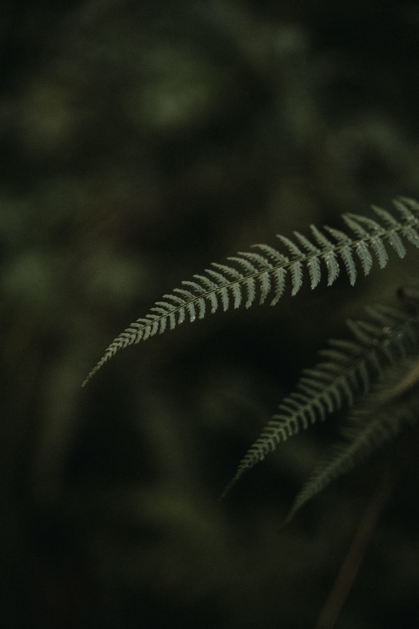 CLOSE-UP OF FERN AND LEAVES