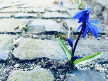Close-up of blue flower