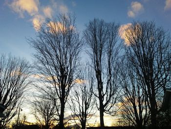 Low angle view of bare trees in forest