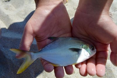 Close-up of hand holding fish