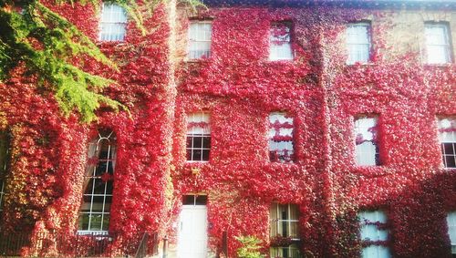 Red ivy on building