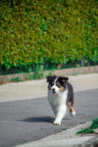 Portrait of dog on road
