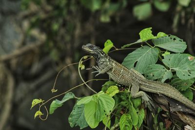 Close-up of a lizard on tree