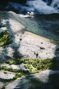 Close-up of moss growing on rock