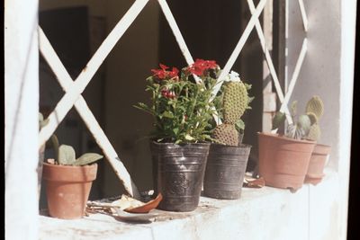 Close-up of potted plants