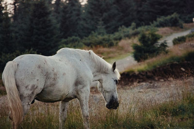 Horse standing in a field during autumn sunset