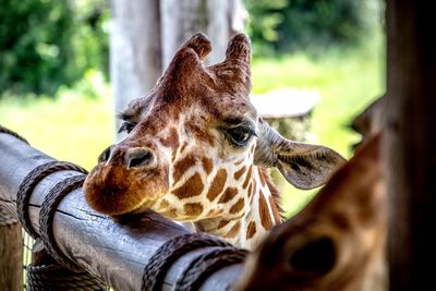 Close-up portrait of giraffe