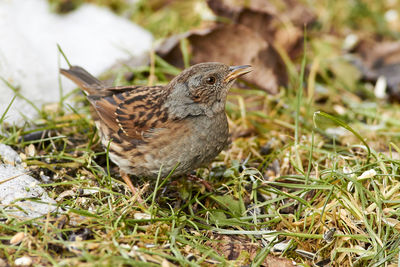 Close-up of bird perching on grass