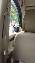 Dog sitting in car window