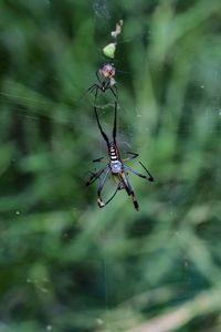 Close-up of spider on web