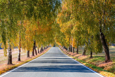 Road amidst trees in forest during autumn