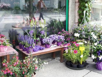 Flower plants against purple flowers