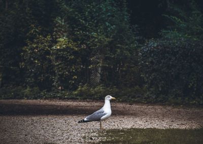 Seagull perching on a land