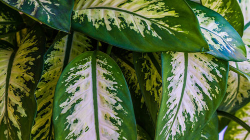 Close-up of leaves on plant