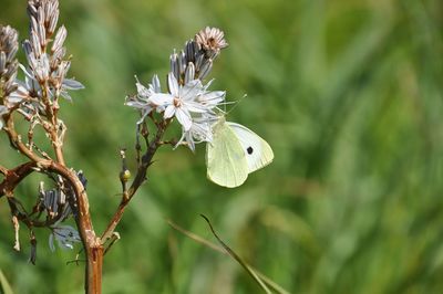 Close-up of spider on flower
