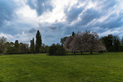 Trees on field against sky