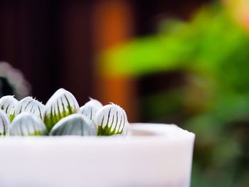 Close-up of white flowers in plate on table