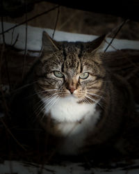 Close-up portrait of tabby cat