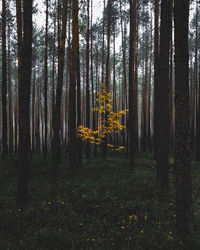 Trees in forest