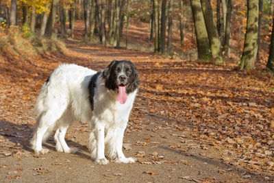 Dog in the forest