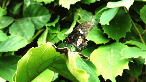 Close-up of insect on leaf