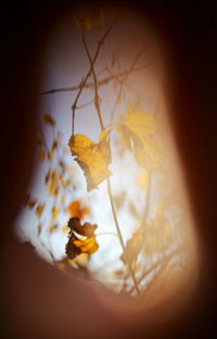 Close-up of yellow autumn leaves