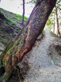 Close-up of tree trunk