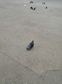 High angle view of pigeons perching on sand