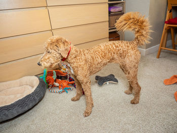 High angle view of dog playing with toy