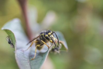 Close-up of fly on leaf