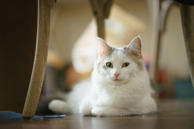 Portrait of white cat at home