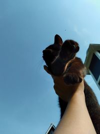 Low angle view of hand holding cat against sky