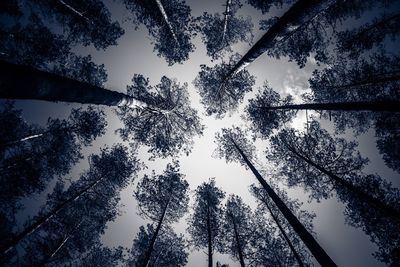 Low angle view of trees