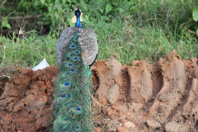 View of peacock on field