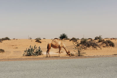 A one-humped arab camel grazes by the road dubai united arab emirates