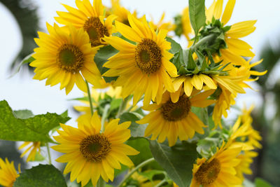 Close-up of sunflowers