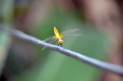 Chillin dragonfly