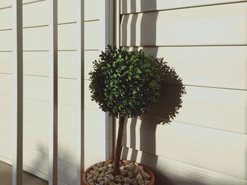 Plants growing on a wall