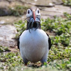 Close-up of duck